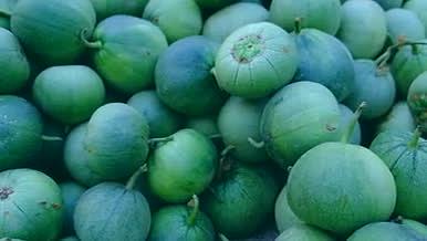 青瓜面瓜甜瓜绿色青色水果植物食物视频的预览图